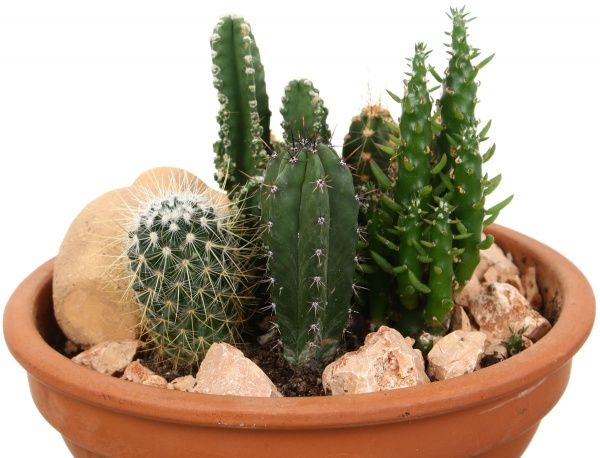 Композиція кактус мікс 19х25 см