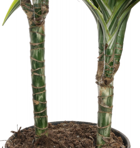 Растение комнатное Драцена 19/110 Артуро