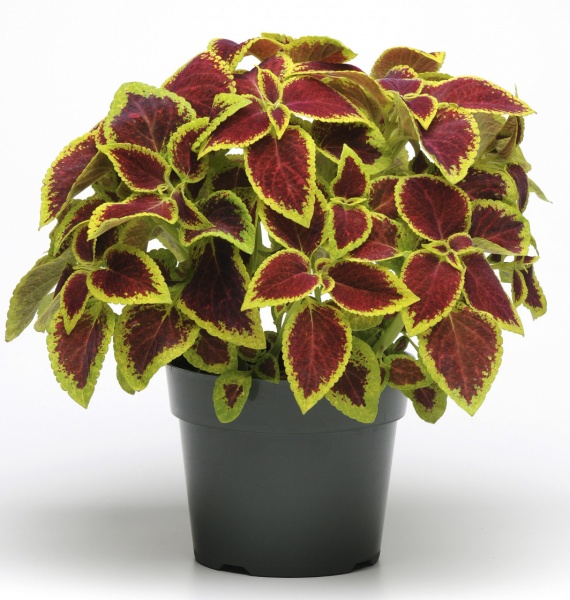 Семена Професійне насіння колеус Чоколейт коверд чери 5 шт. (4823058203386)