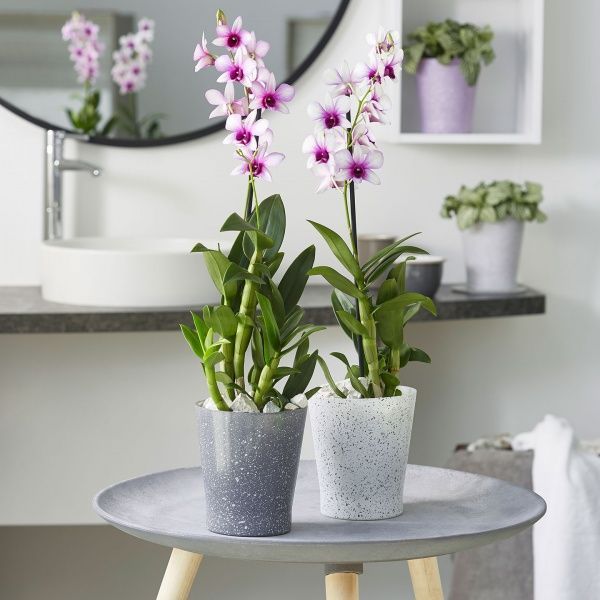 Кашпо скляне Soendgen Salinas Effect D 13 круглий 2л антрацит (1310-0015-2405) 