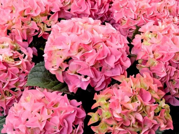 Растение Гортензия Macrophylla early rosa 5/6 14х40 см