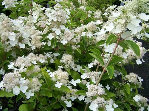 Растение Гортензия метельчатая Прим Уайт / Hydrangea pan. 'Prim'White' С7,5/Н60-80