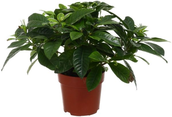 Рослина кімнатна Гарденія 13x30 см