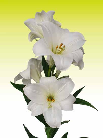 Луковица VWS EXPORT – IMPORT OF FLOWERBULBS B.V. лилии лонгифлорум Шоу Ап 1 шт. 