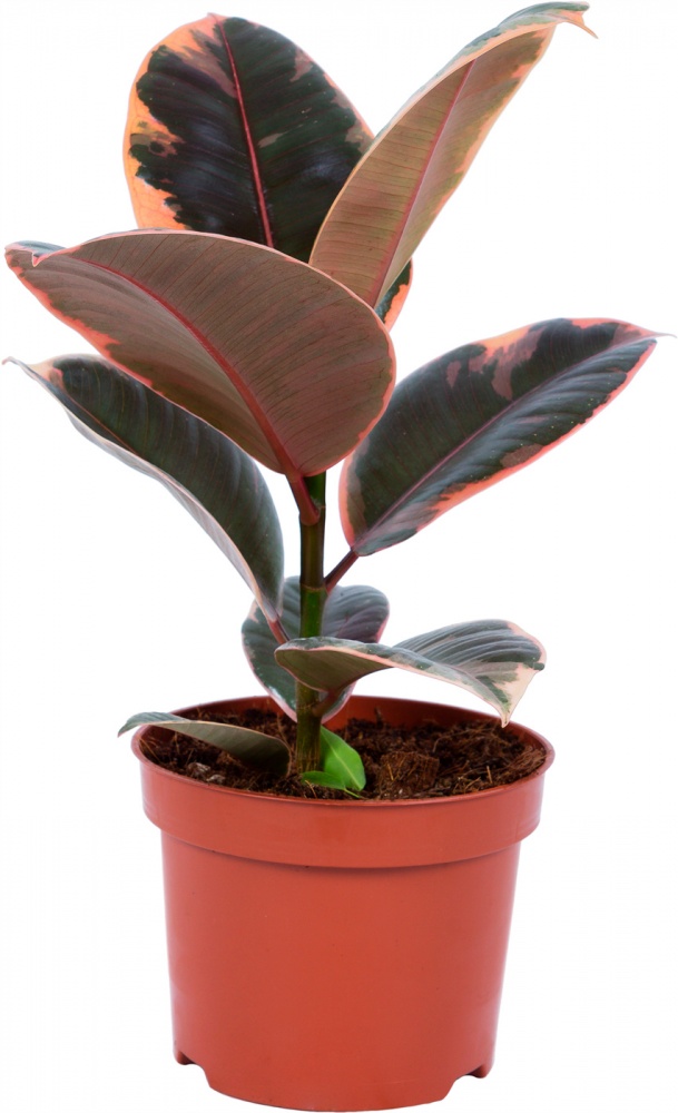 Рослина Фікус еластика Belize 14x40 см