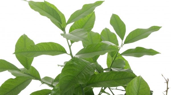 Растение комнатное Лимон на штамбе 22x85 см