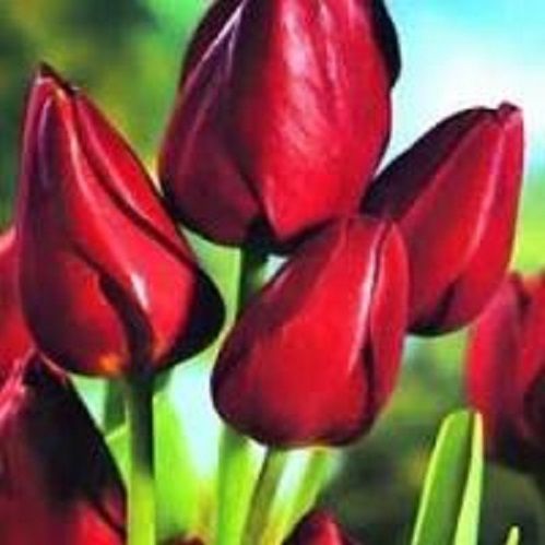 Луковица Тюльпан многоцветковый Воллфлауер 5 шт. 