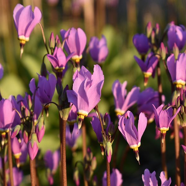 Рослина декоративна Лотос К Додекатеон звичайний ”Aphrodite”