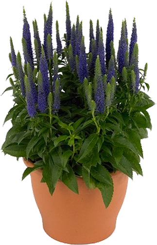 Растение Вероника колосковая Ulster Dwarf Blue C3