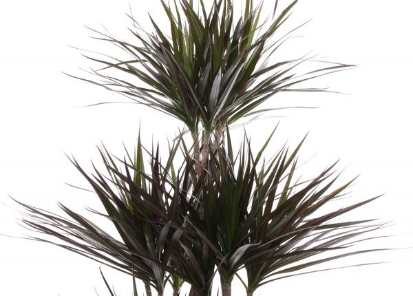 Рослина Драцена 32/150 Мажента карусель