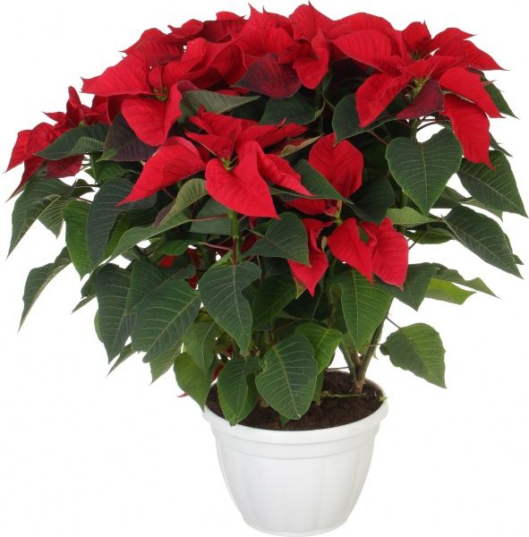 Рослина Пуансетія 25/60 см