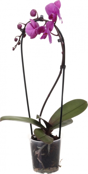 Растение комнатное Фаленопсис Cascade 12x55 см 1 ствол микс