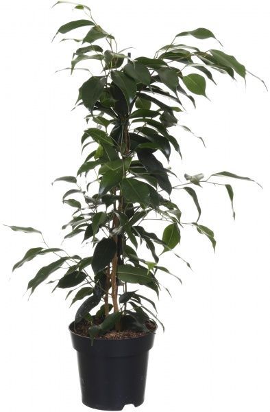 Растение комнатное Фикус Бенжамина микс 14х55