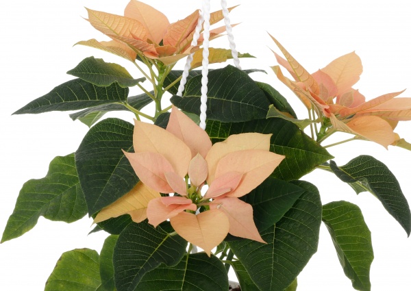 Растение Пуансеттия D20 см