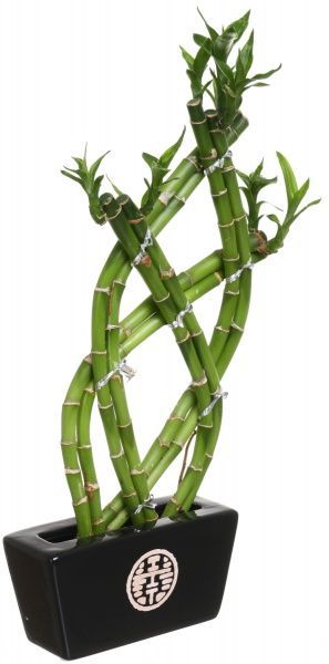 Растение Лаки бамбук плетеный в керамике 14/30