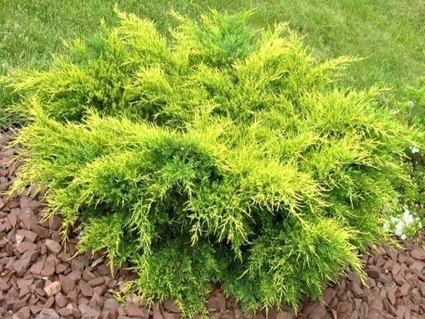Растение Можжевельник средний/ Juniperus pfitzeriana Mordigan Gold С3, D 25-35