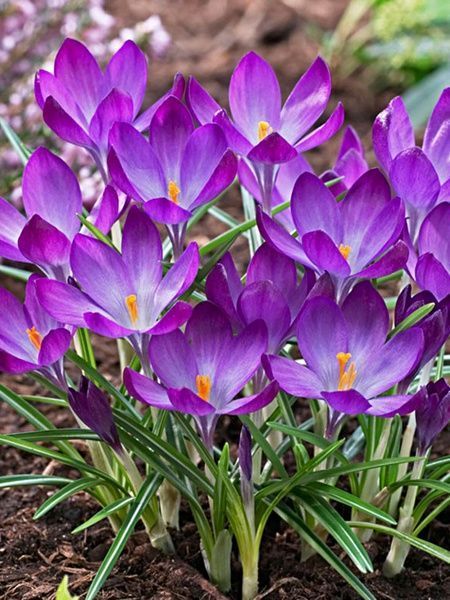 Бульбоцибулина TUBERBULB Export B.V. крокуса ботанічного Рубі Джаєнт 5 шт. 