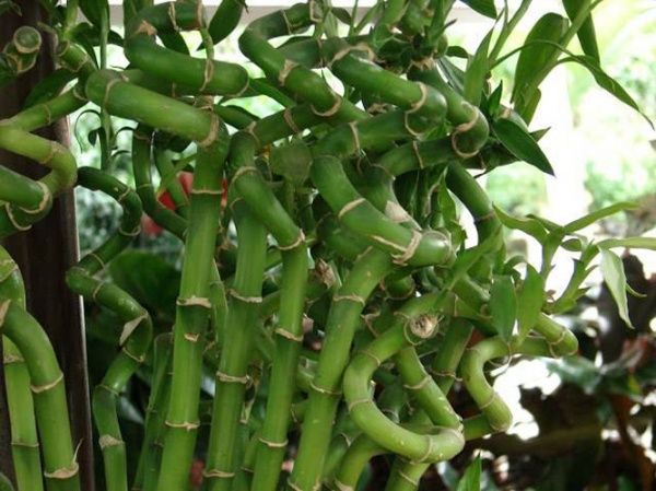 Растение комнатное Бамбук Спираль 80 см