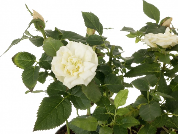 Растение Роза микс 20x35 см