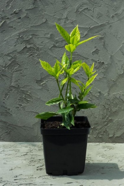 Растение Аукуба С3