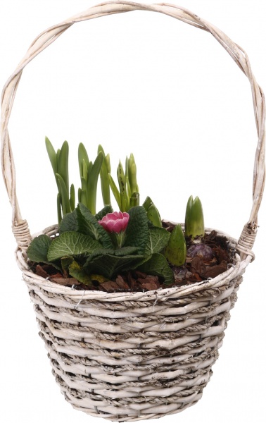 Рослина кімнатна Кошик №18 Гіацинт 3+Нарцис 3+Примула 24,5х40 см