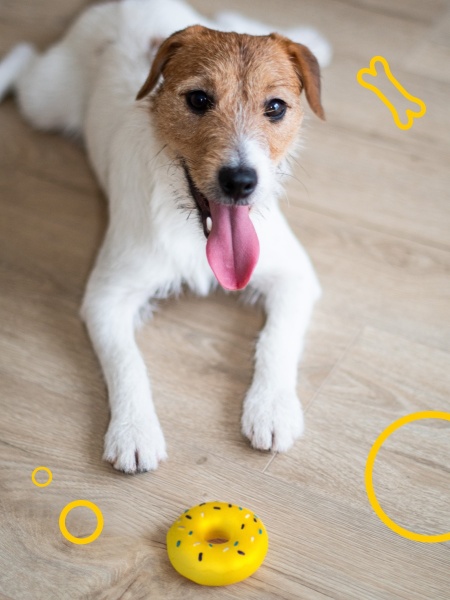 Игрушка для собак DGT-PETS Пончик PET4