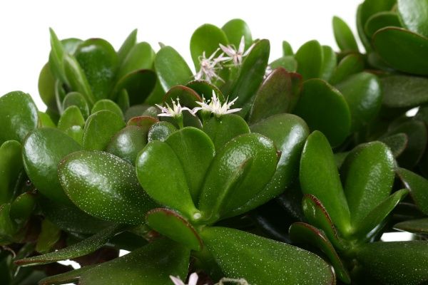 Рослина Красула 32х60 см