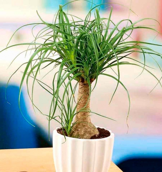 Рослина кімнатна Бокарнея штамб 23х80 см