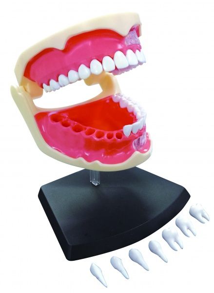 Объемная анатомическая модель 4D Master Зубной ряд человека FM-626015