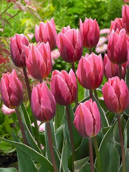 Цибулина TUBERBULB Export B.V. тюльпана тріумф Пріті Прінцес 3 шт. 