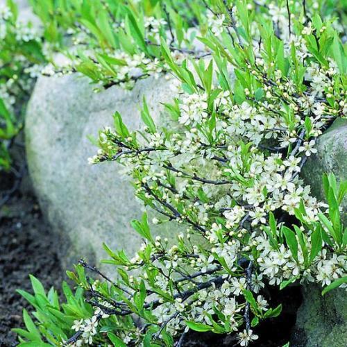 Растение Слива приземистая С3