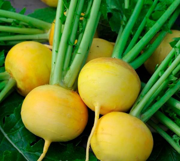 Семена Seedera репа Золотой шар 2г