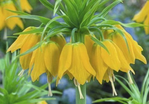 Луковица Яскрава Фритилария (Царська Корона) Lutea 1 шт. 