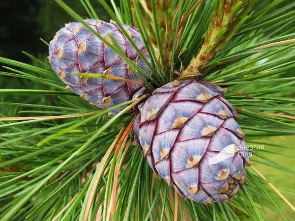 Растение Сосна кедровая / Pinus cembra С7.5/Н 25-30