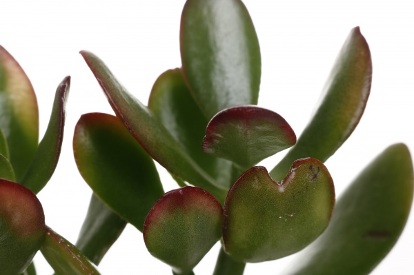 Рослина Крассула d5/h10