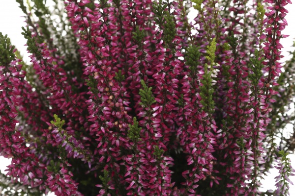 Растение Вереск каллуна 3 цвета в горшке d12/h25