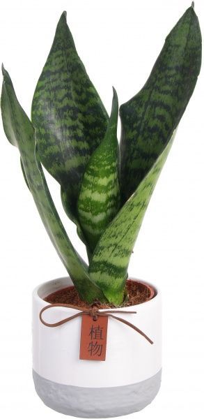 Рослина Сансівьєрія циліндріка люкс мікс 9x25 см