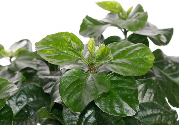 Рослина кімнатна Гібіскус 17/65