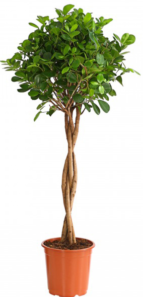 Растение Фикус мокламе d27/h110