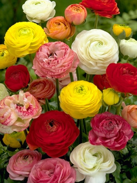 Корнеклубень лютика смесь 5 шт. 