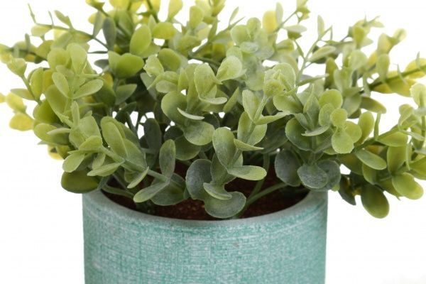 Цветочная композиция Кализия в цементном горшке 9.7х18 см