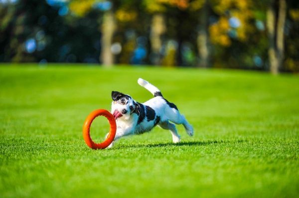 Игрушка для собак PitchDog кольцо для апортировки d 20 см оранжевое