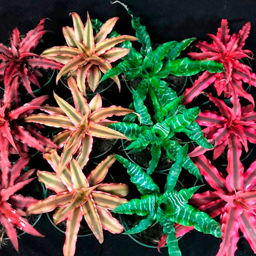 Растение комнатное Криптантус микс 9/10