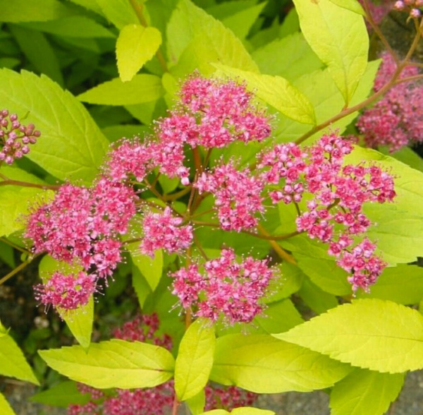 Растение Спирея японская Golden Princess C3