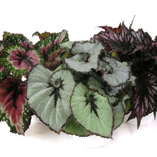 Растение декоративное Бегония