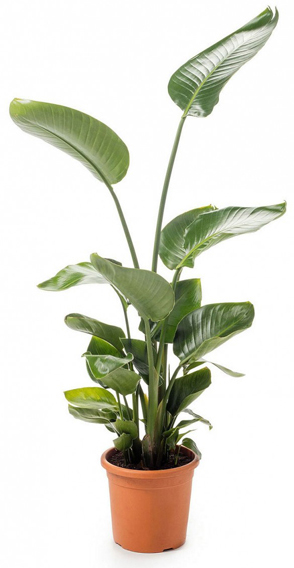 Растение комнатное Стрелиция Nicolai 21/120