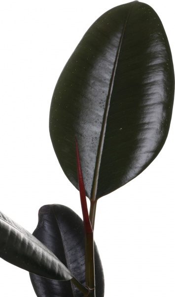 Растение Фикус Робуста d12/h40