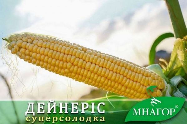 Насіння кукурудза цукрова Дейнерис 35г 200 шт.