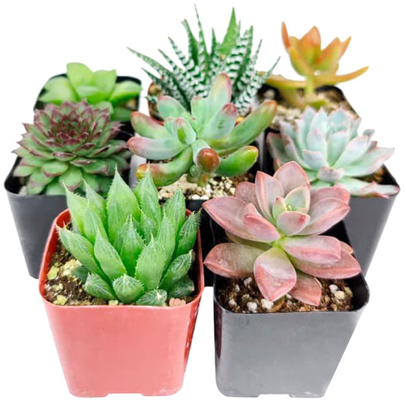 Сукулент 13/20 мікс