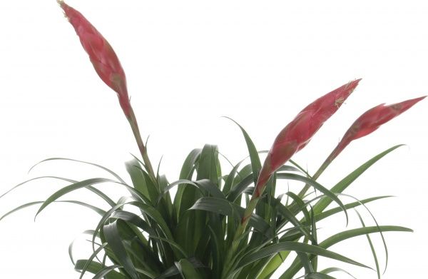 Растение ВРИЄЗИЯ МИКС 12/50